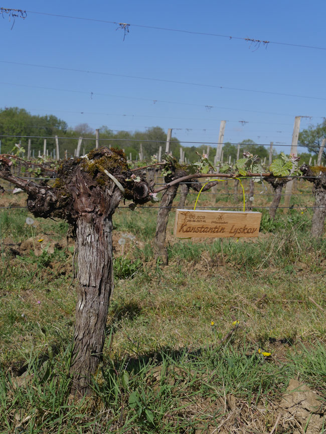 Виноградник на урожай